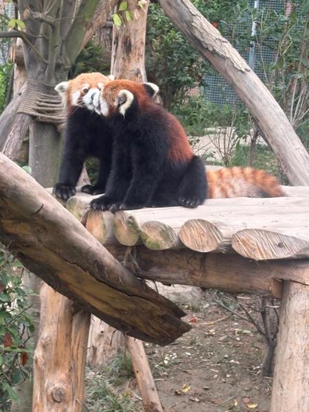 In Pursuit of Pandas