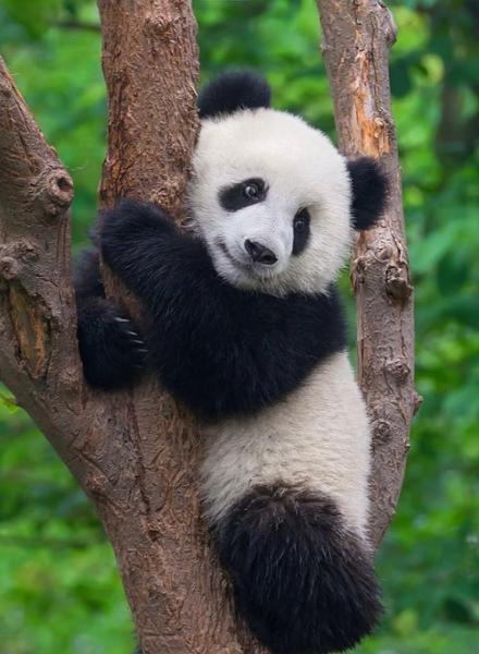 In Pursuit of Pandas