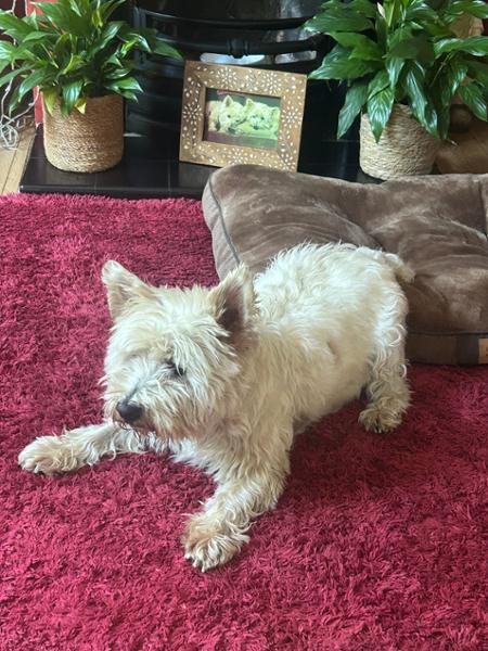 Vet Renal (Kidney Disease) Wet Dog Food