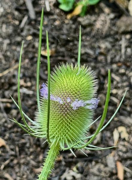 Wild About Flowers - A Photography Workshop