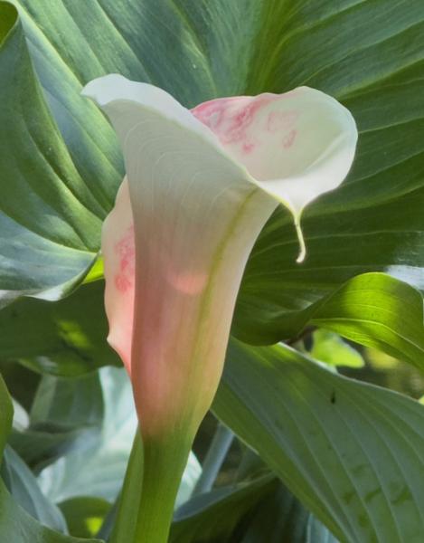 Wild About Flowers - A Photography Workshop