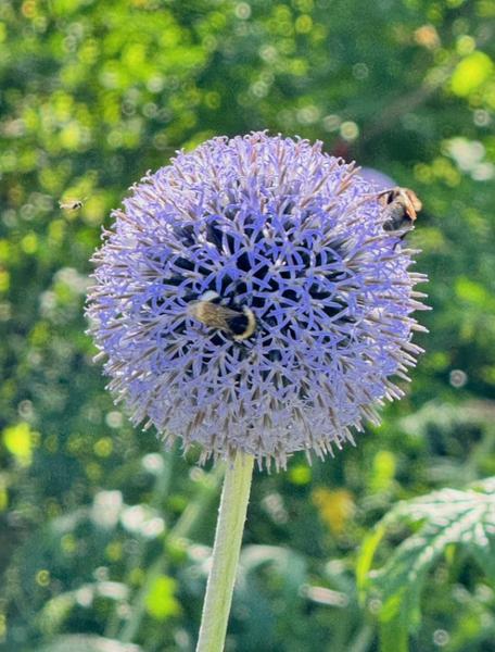 Wild About Flowers - A Photography Workshop