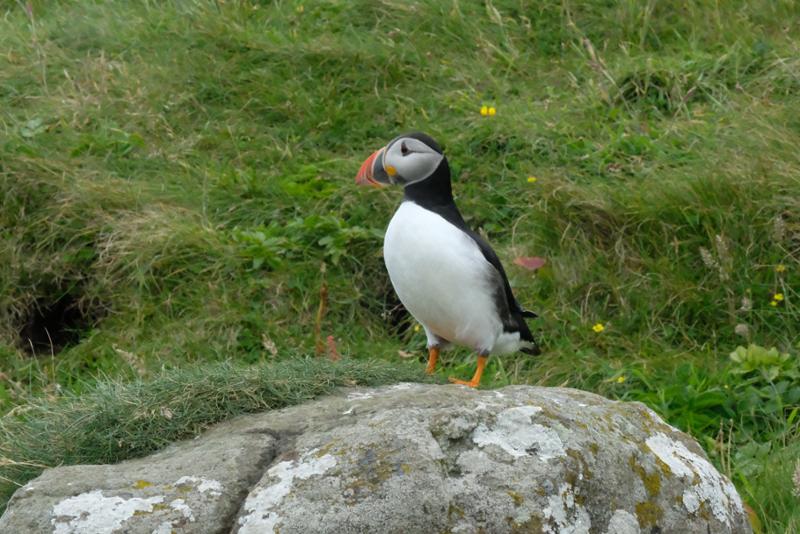 Remote Scotland: Outer Hebrides & St Kilda Tall Ship Explorer