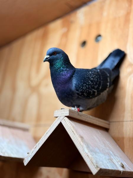 AVI-MITE Cage and Aviary Bird Red Mite Supplement