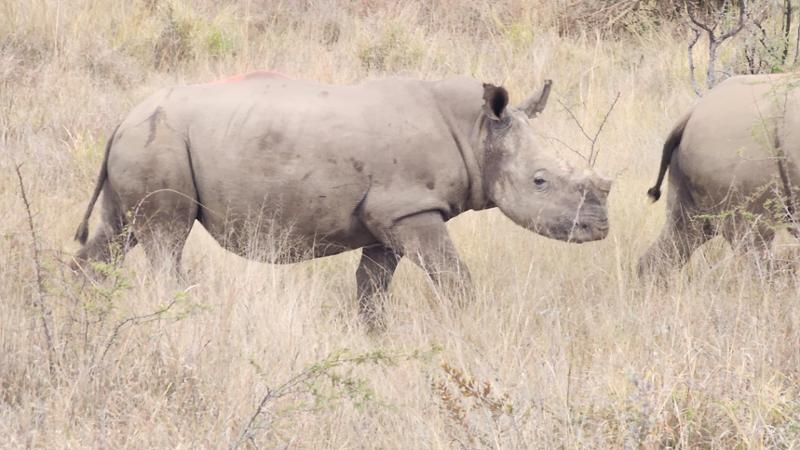 Exploring South Africa, Victoria Falls, and Botswana on 06/14/2026