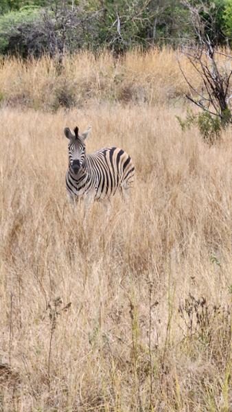 Exploring South Africa, Victoria Falls, and Botswana on 06/14/2026