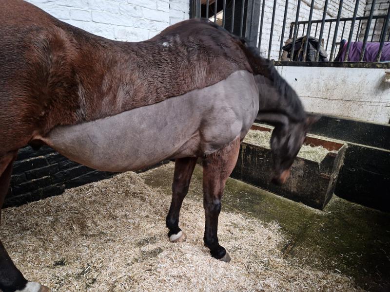 PRO-CHOICE FWS Faecal Water Supplement For Horses