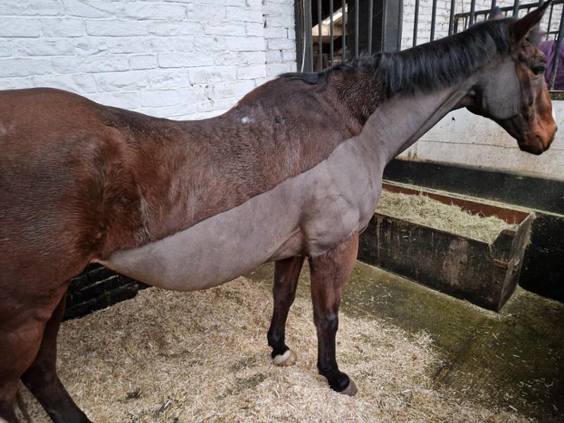PRO-CHOICE FWS Faecal Water Supplement For Horses