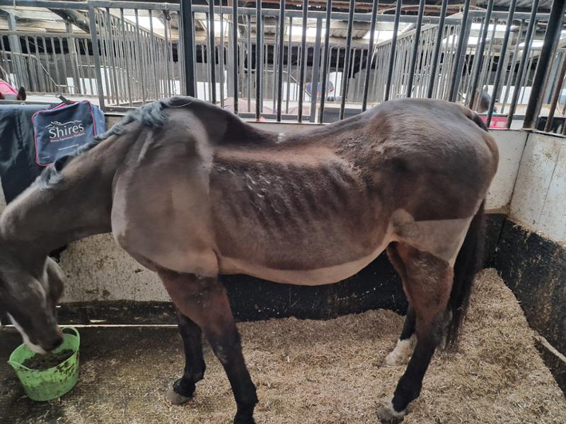 PRO-CHOICE FWS Faecal Water Supplement For Horses