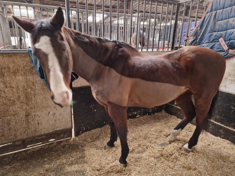 PRO-CHOICE FWS Faecal Water Supplement For Horses