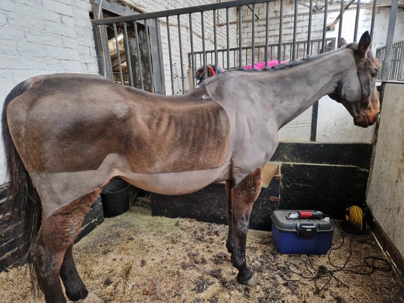 PRO-CHOICE FWS Faecal Water Supplement For Horses