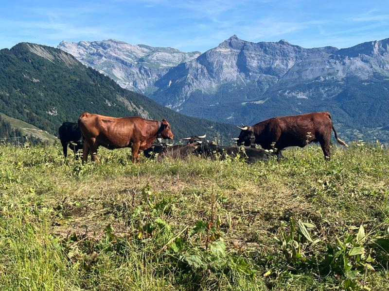 Highlights of Mont Blanc