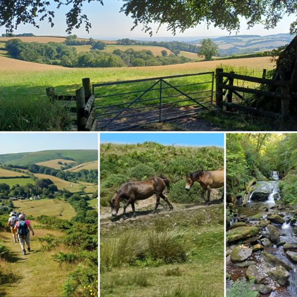 Your holiday: Exmoor  - Guided Walking