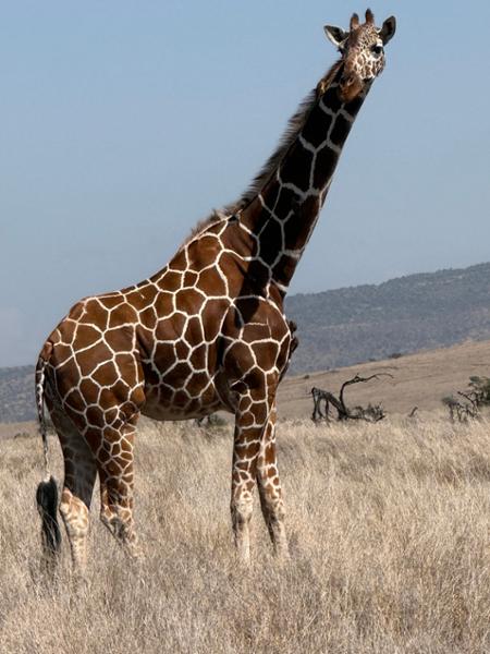 Kenya