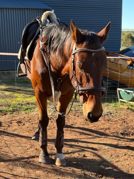 KINCADE EVENT/HUNT BREASTPLATE BROWN PONY