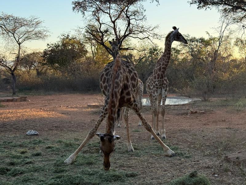 5145-5-Star African Safari