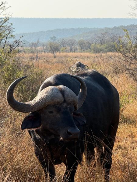 5145-5-Star African Safari