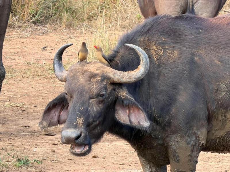 South Africa & Eswatini