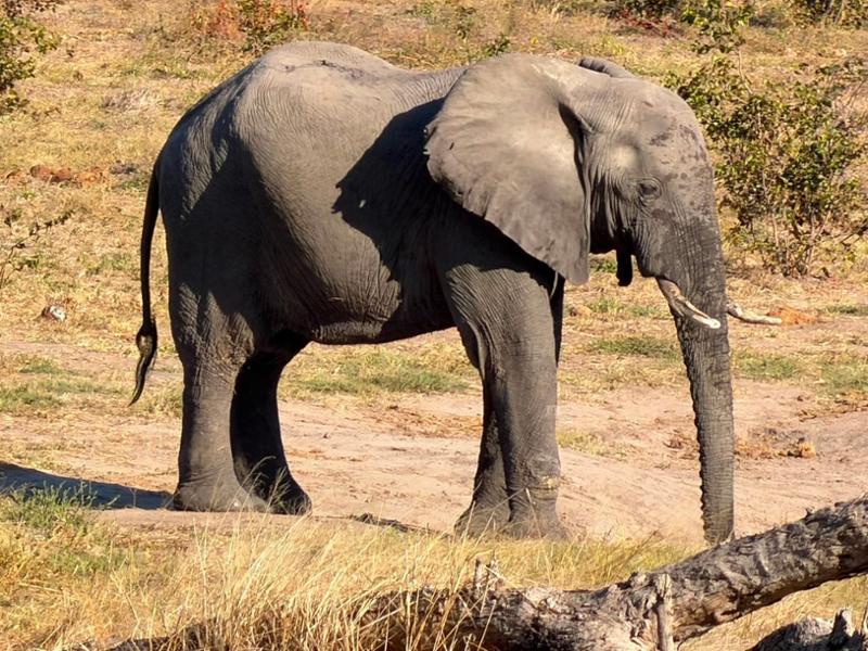 South Africa & Eswatini
