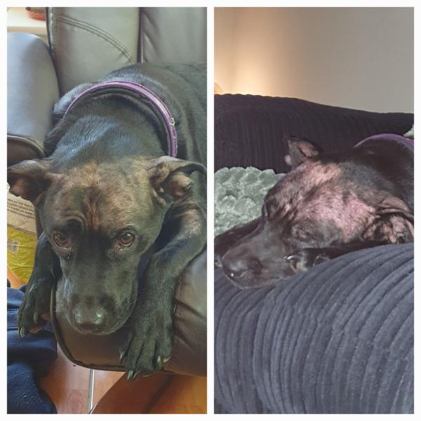 Literally saved my dogs life!