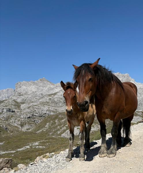 Trekking in Spain - Picos de Europa