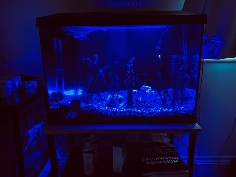 Great Starter Tank