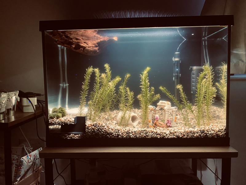 Great Starter Tank