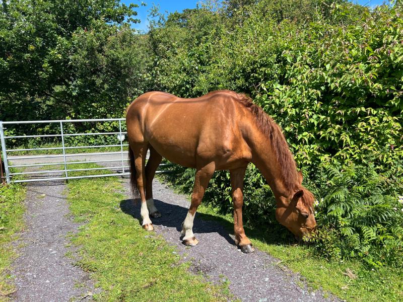 Has improved my mare’s feet