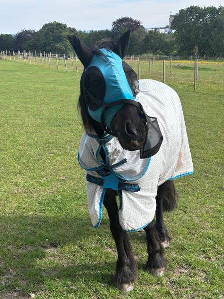 Suppleaze Gold | Horse Joint Supplement