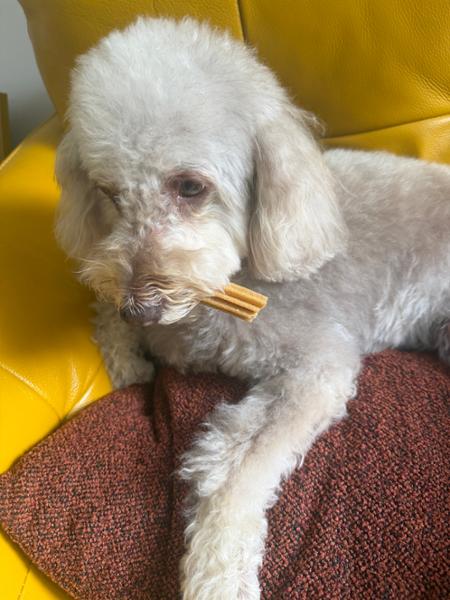 Peanut Butter Dental Sticks For Dogs | 7 Sticks | Peanut Butter Dental Chews For Dogs | Pooch & Mutt | Grain-Free & Vegan