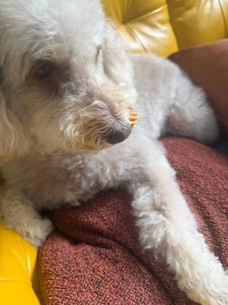 Peanut Butter Dental Sticks For Dogs | 7 Sticks | Peanut Butter Dental Chews For Dogs | Pooch & Mutt | Grain-Free & Vegan