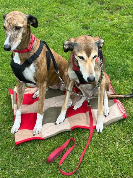 Traditional Mixer Meal for Dogs - 2.5kg