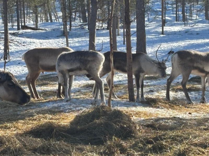 Wilderness Hotel Juutua – Arctic Aurora Activity Holiday in Finnish Lapland