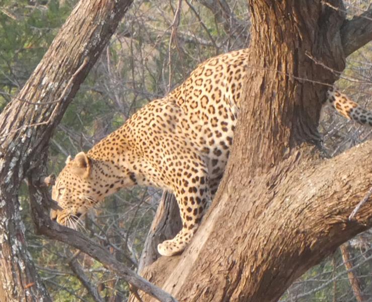 African Safari: Kenya and Tanzania on 06/23/2026