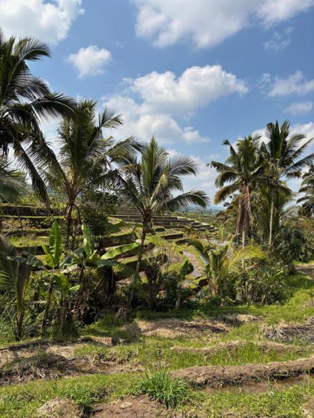 Bali Tour
