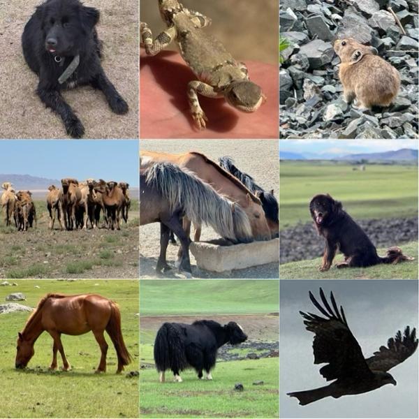 Mongolia Explorer