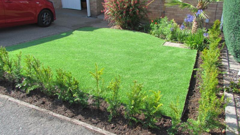 50 yews delivered