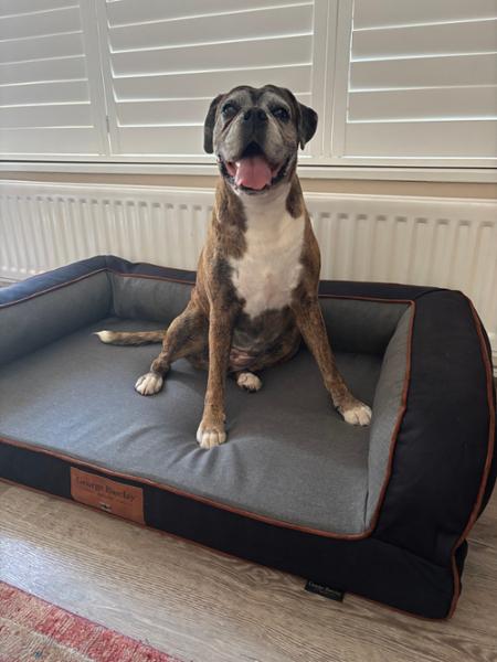 Beckley Luxury Dog Sofa Bed For Large Dogs | Portland Colour, Bed with Memory Topper Mattress