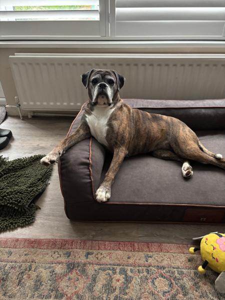 Beckley Luxury Dog Sofa Bed For Large Dogs | Portland Colour, Bed with Memory Topper Mattress