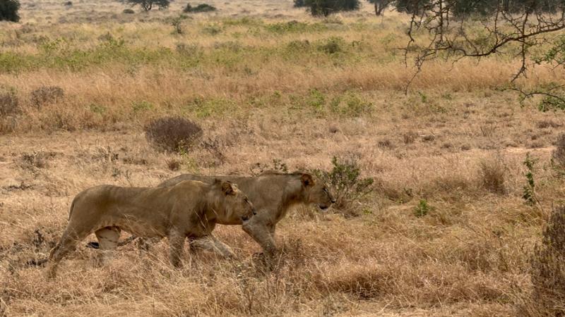 Kenya