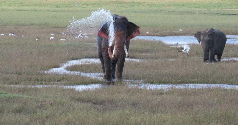 5210-Sri Lankan Wildlife & Adventure