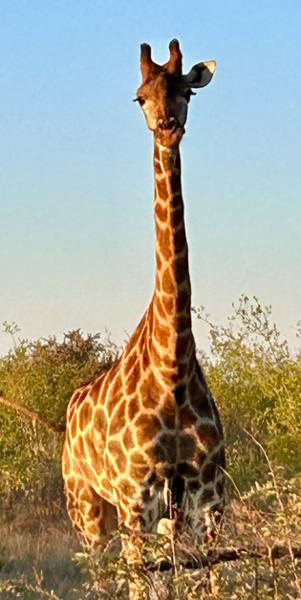 Awesome safari South Africa, Botswana. Incredible lodges/animals/experience