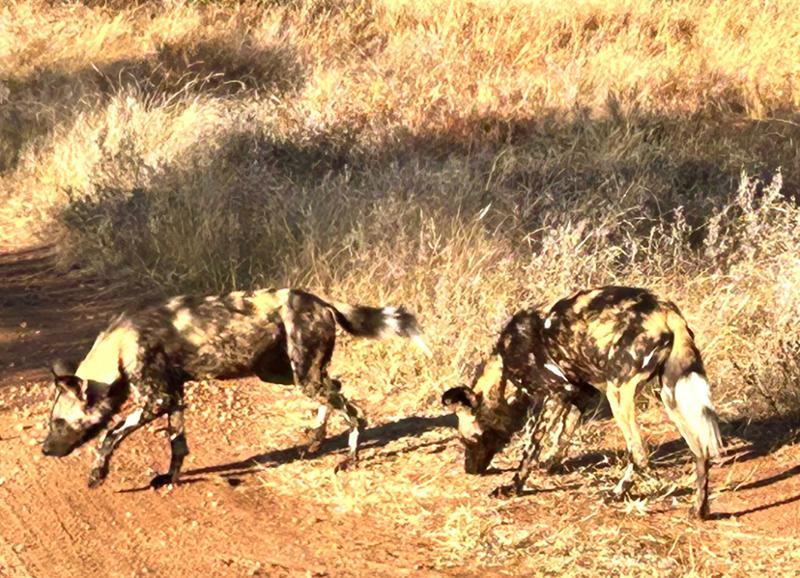 Awesome safari South Africa, Botswana. Incredible lodges/animals/experience