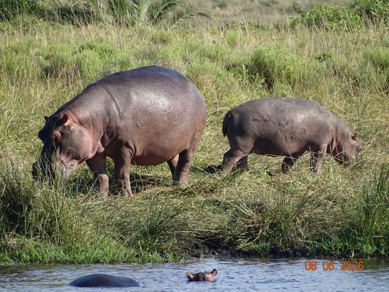 Kruger, Eswatini and South Africa's Garden Route