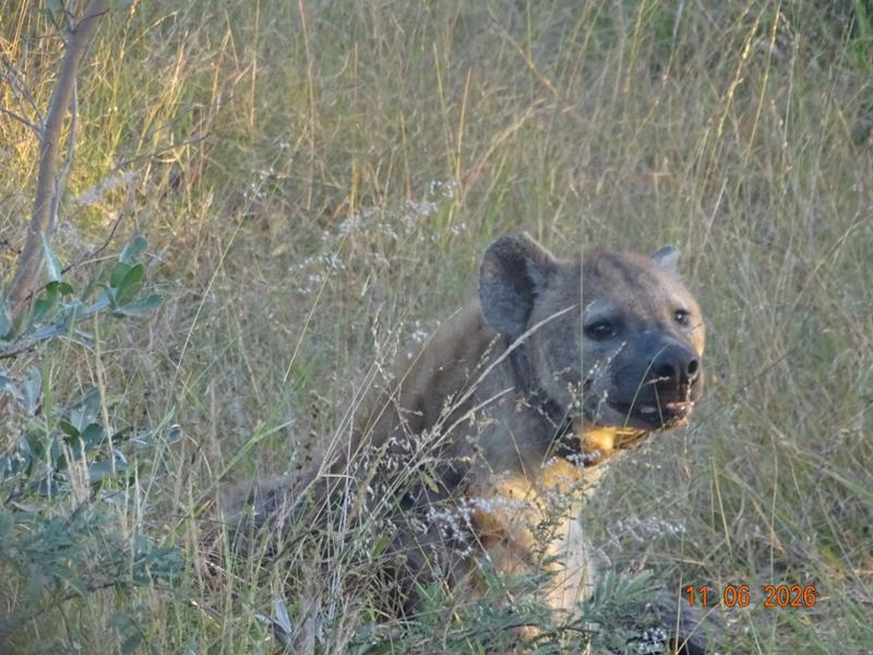 Kruger, Eswatini and South Africa's Garden Route