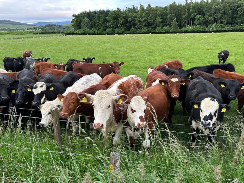 Best of Scotland 