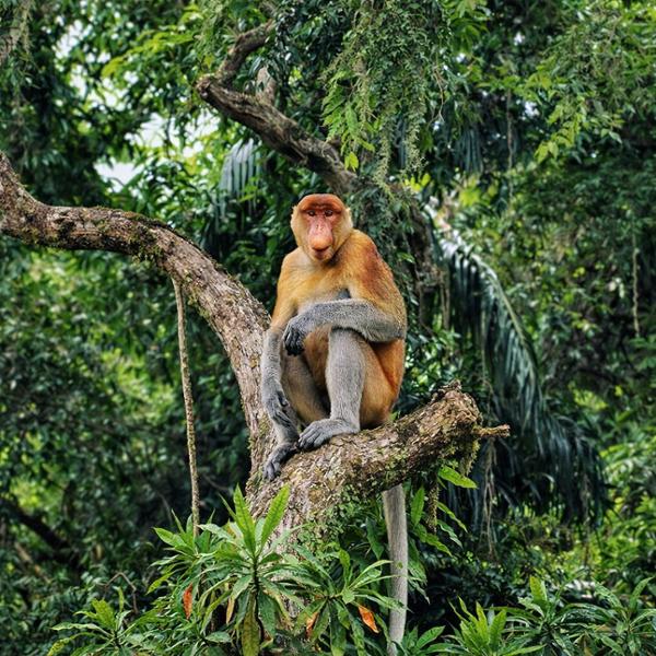 Treasures of Malaysia, Borneo & Singapore