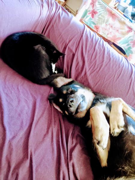 Multivit Sprinkle | Multivitamin Supplement for Dogs