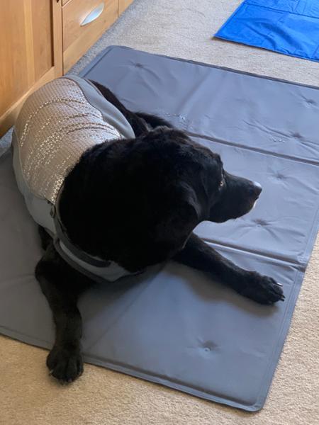 Dog Cooling Vest - ClimaCOOL Jacket - MED - Beagle/French Bulldog - George Barclay