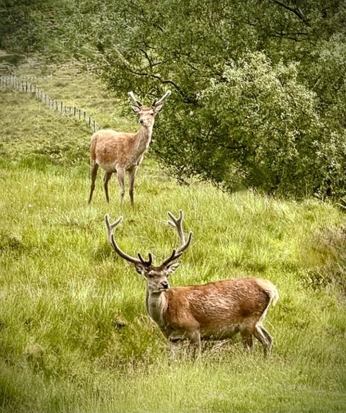 Country Roads of Scotland Small Group